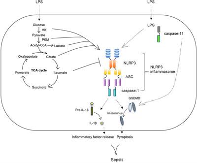 Reprogramming Macrophage Metabolism and its Effect on NLRP3 Inflammasome Activation in Sepsis